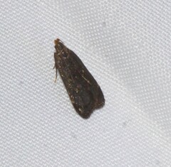 Dichomeris juncidella