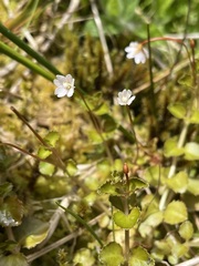 Epilobium pedunculare