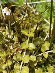Epilobium pedunculare