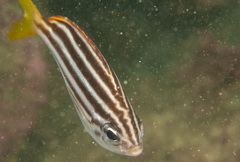 Atypichthys strigatus