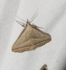 Macrochilo absorptalis