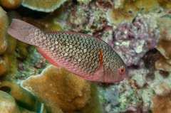 Scarus rubroviolaceus