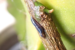 Kontikia ventrolineata