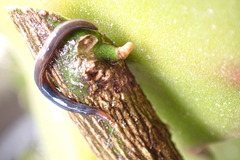 Kontikia ventrolineata