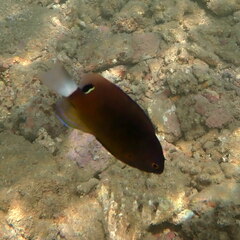 Pomacentrus bankanensis