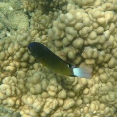 Pomacentrus bankanensis