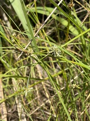 Isolepis prolifera
