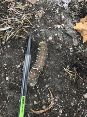 Eacles imperialis pini