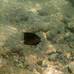 Pomacentrus bankanensis