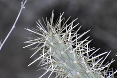 Cylindropuntia acanthocarpa acanthocarpa