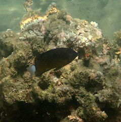 Pomacentrus bankanensis