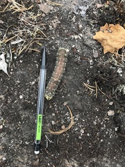 Eacles imperialis pini