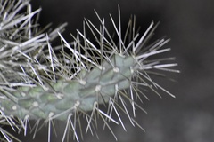 Cylindropuntia acanthocarpa acanthocarpa
