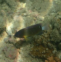 Pomacentrus bankanensis