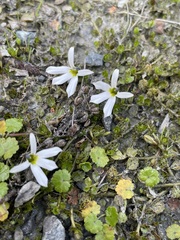 Lobelia angulata