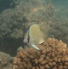 Chaetodon citrinellus