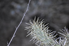 Cylindropuntia acanthocarpa acanthocarpa