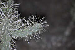 Cylindropuntia acanthocarpa acanthocarpa