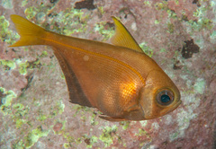 Pempheris compressa