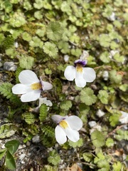 Mazus radicans