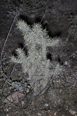 Cylindropuntia acanthocarpa acanthocarpa