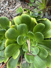 Aeonium canariense