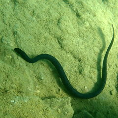 Emydocephalus annulatus