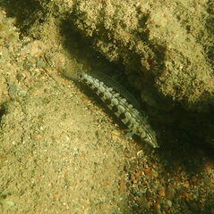 Parapercis australis