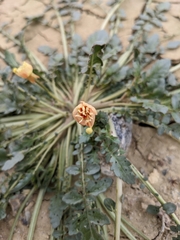 Chylismia