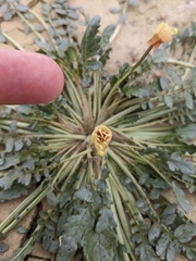 Chylismia