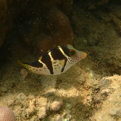 Canthigaster valentini