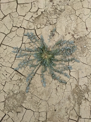 Chylismia