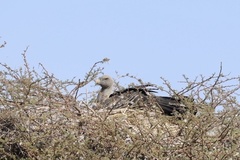 Gyps rueppelli rueppelli