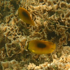 Chaetodon speculum