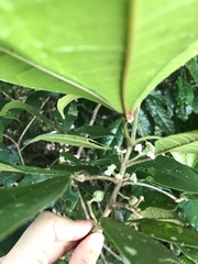 Acronychia pubescens