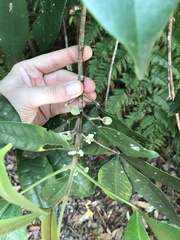 Acronychia pubescens