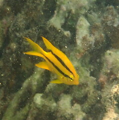 Neoglyphidodon nigroris