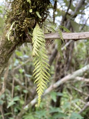 Notogrammitis heterophylla
