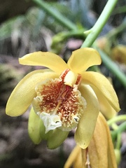 Pseudovanilla foliata