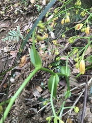 Pseudovanilla foliata