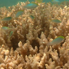 Pomacentrus aurifrons