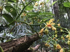 Pseudovanilla foliata