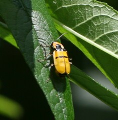 Chauliognathus missionum
