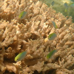 Pomacentrus aurifrons