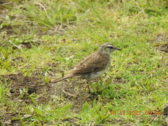 Anthus novaeseelandiae