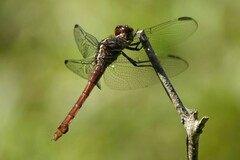 Orthemis ferruginea