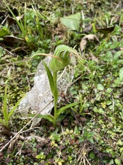 Pterostylis australis