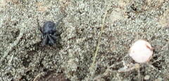 Steatoda capensis