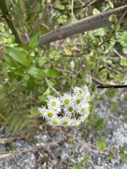 Anaphalioides trinervis