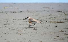 Charadrius obscurus aquilonius